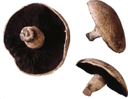 nature & mushroom free transparent png image.