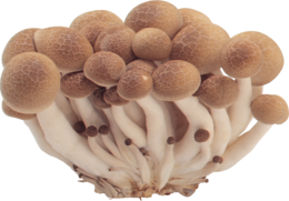 nature & mushroom free transparent png image.