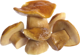 nature & mushroom free transparent png image.