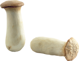 nature & mushroom free transparent png image.