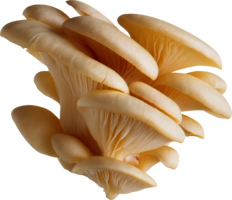 nature & mushroom free transparent png image.