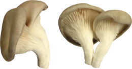 nature & Mushroom free transparent png image.