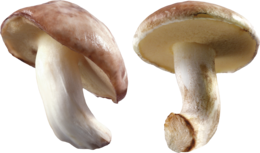 nature & Mushroom free transparent png image.