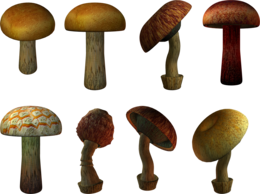 nature & Mushroom free transparent png image.