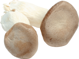 nature & Mushroom free transparent png image.