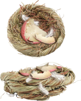 nature & nest free transparent png image.