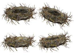 nature & nest free transparent png image.