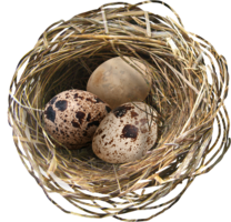 nature & nest free transparent png image.