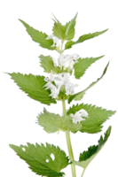 nature&Nettle png image.