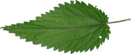 nature & nettle free transparent png image.