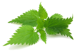 nature & nettle free transparent png image.