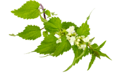 nature & nettle free transparent png image.