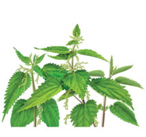 nature & nettle free transparent png image.