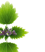 nature & nettle free transparent png image.