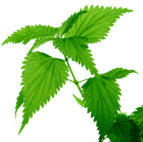 nature & Nettle free transparent png image.