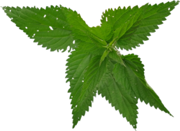 nature & nettle free transparent png image.