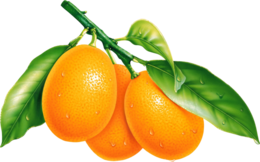 fruits & Orange free transparent png image.