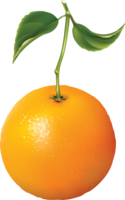 fruits & orange free transparent png image.