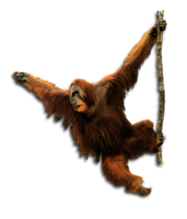 animals & Orangutan free transparent png image.