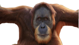 animals & orangutan free transparent png image.