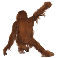 animals & orangutan free transparent png image.