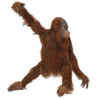 animals & Orangutan free transparent png image.