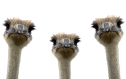 animals&Ostrich png image.