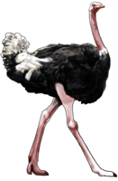 animals & ostrich free transparent png image.