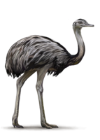 Ostrich&animals png image