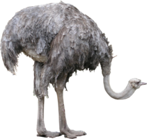 animals & Ostrich free transparent png image.