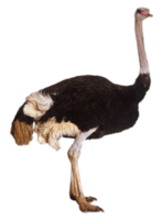 animals & Ostrich free transparent png image.