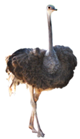 animals & Ostrich free transparent png image.