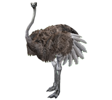 animals & ostrich free transparent png image.