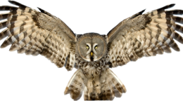 animals & Owls free transparent png image.