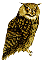 animals & owls free transparent png image.