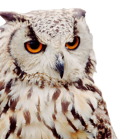 animals & owls free transparent png image.