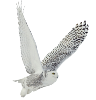 animals & owls free transparent png image.