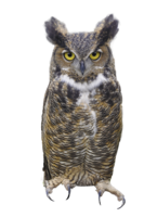 animals & owls free transparent png image.