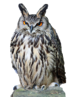 animals & owls free transparent png image.