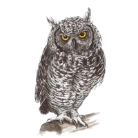 animals & owls free transparent png image.