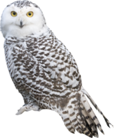 animals & owls free transparent png image.