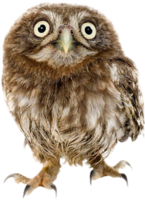 animals & owls free transparent png image.