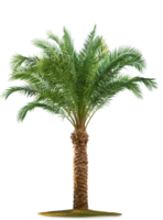 nature&Palm tree png image.