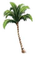 nature & Palm tree free transparent png image.