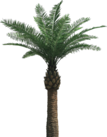 nature & Palm tree free transparent png image.