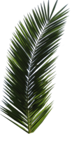 nature & Palm tree free transparent png image.