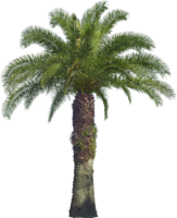 nature & Palm tree free transparent png image.