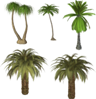 nature & Palm tree free transparent png image.