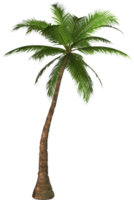 nature & Palm tree free transparent png image.