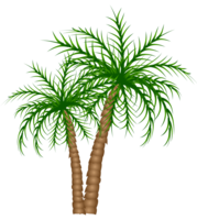 nature & Palm tree free transparent png image.